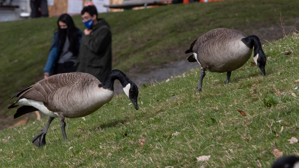 Ecological and Economic Consequences of Canada Goose Overpopulation